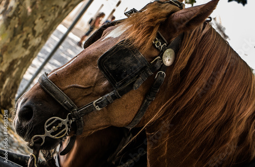 Cavalo © Francisco Mineiro
