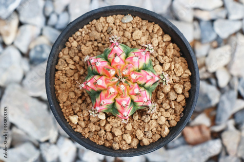 top view of colorful gymnocalycium mihanovichii variegata cactus in pot with akadama soil
