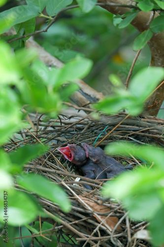 Baby crow is lying in the nest and waiting for food