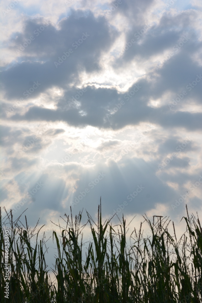 Obraz premium Sunset - Sunlight background from cloud upon a corn field