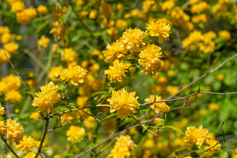 Yellow spring flowers in the garden Yellow spring flowers in the garden