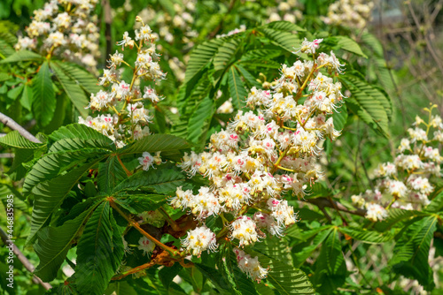 Chestnut tree white spring flowers