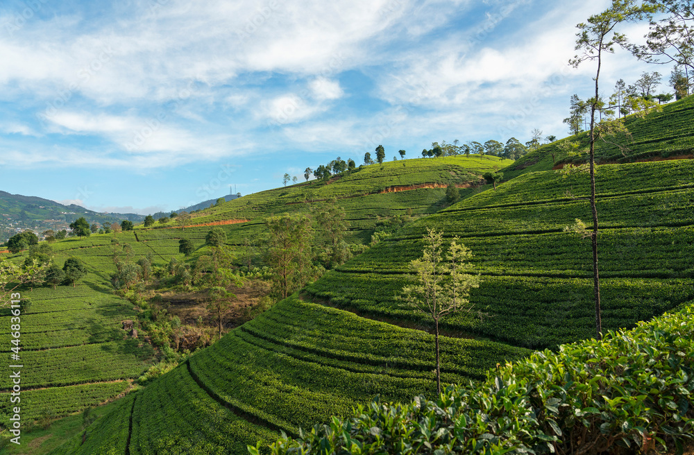 Tea fields in Sri Lanka,  Nuwara Eliya green hills
