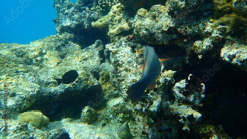 Bridled parrotfish, sixband or six-banded parrotfish, vermiculate parrotfish (Scarus frenatus) female undersea, Red Sea, Egypt, Sinai, Ras Mohammad national park
 photo