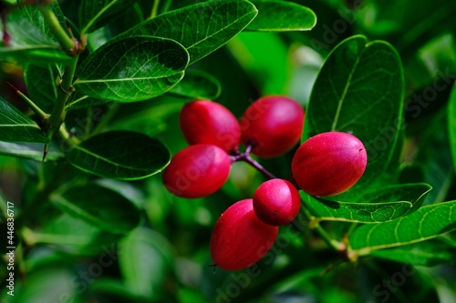 Organic Miracle fruit (Carissa carandas  Linn.,) with blurred green leaves as background.