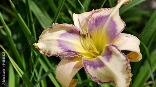 Flowers of a beautiful daylily close up in summer garden
