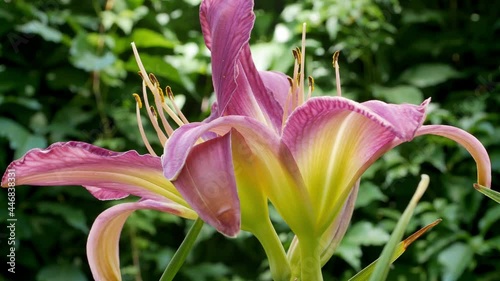 Flowers of a beautiful daylily close up in summer garden