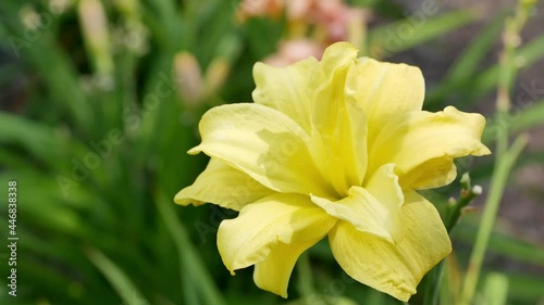 Flowers of a beautiful daylily close up in summer garden