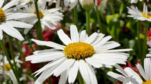 A butterfly flies away from a daisy flower. The large garden chamomile is an attractive and insect-friendly plant.