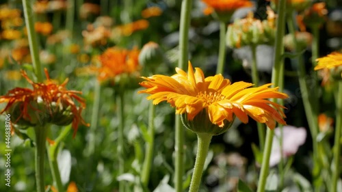 Calendula officinalis, the pot marigold, ruddles, common marigold or Scotch marigold. Orange Flower of calendula close up. Calendula is medicinal plant in garden.