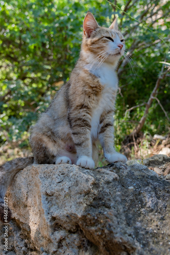 Portrait of a cat sitting on a rock