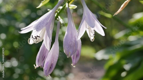 Hosta flowers in sunny day close up