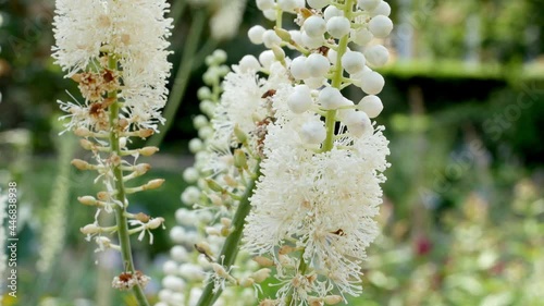 Bumblebee on the flowers of Actaea heracleifolia (Cimicifuga racemosa) in garden. Growing medicinal plants in the garden.  photo