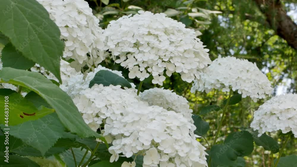 Hydrangea arborescens white flower in bush. White Hydrangea close up Hydrangea arborescens white flower in bush. White Hydrangea close up