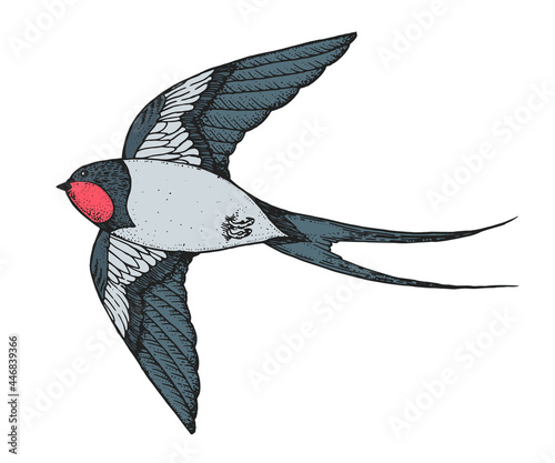 Flying swallow. Hand drawn vector. T-shirt design. Cartoon style.