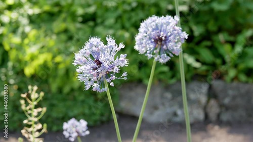 Allium caeruleum (blue allium flower) in garden. Bumblebee on blue allium flower.