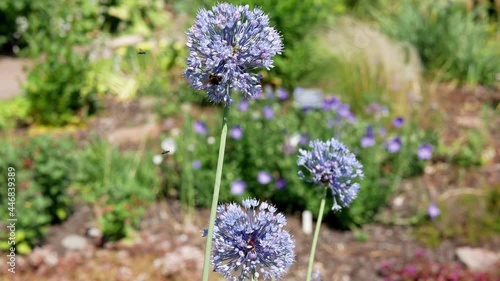 Allium caeruleum (blue allium flower) in garden. Bumblebee on blue allium flower.