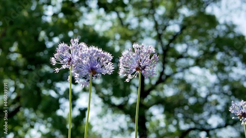 Allium caeruleum (blue allium flower) in garden. Bumblebee on blue allium flower.