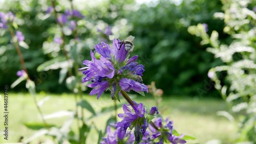 Broad-leaved bellflower ( lat. Campanula latifolia ) is the type species of the genus Campanula. Bumblebee collects pollen and nectar in flowers
