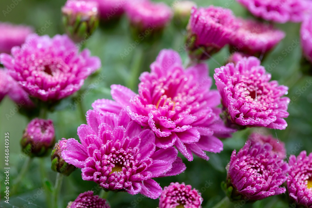 Purple chrysanthemum flower with waterdrops Purple chrysanthemum flower with waterdrops