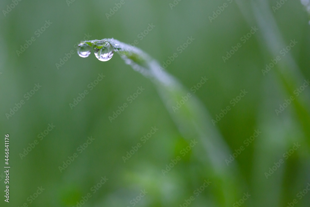 Plants and leaves with water drops Plants and leaves with water drops