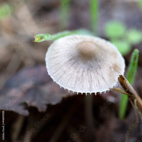 Wild mushroom with natural background photo