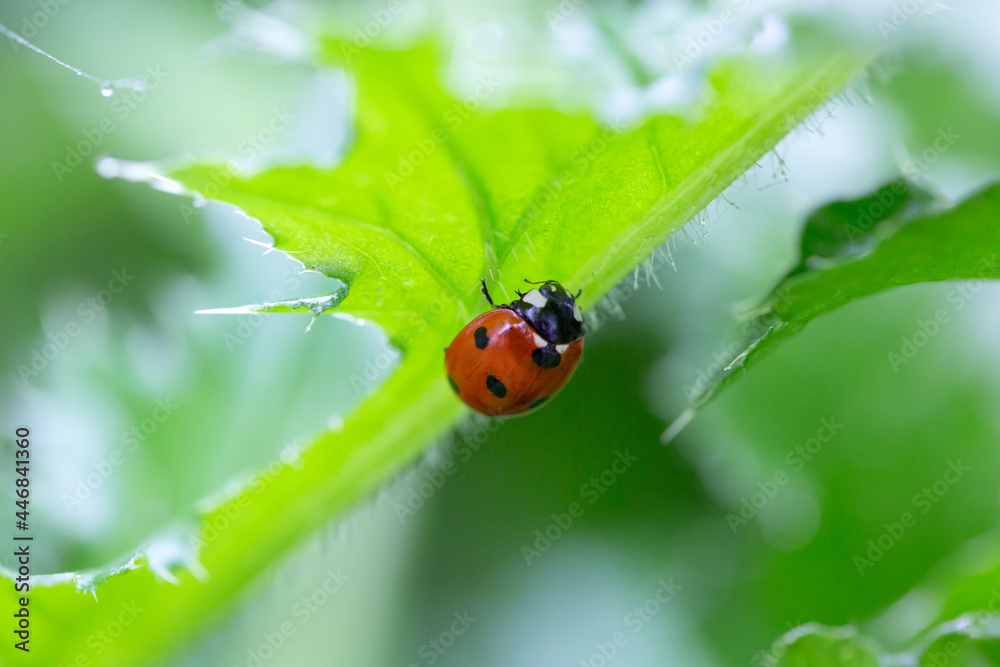 Ladybug on a leaf with natural background Ladybug on a leaf with natural background