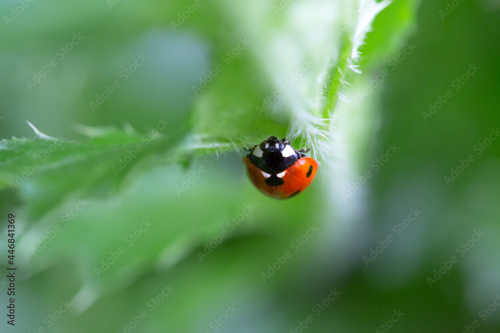 Ladybug on a leaf with natural background Ladybug on a leaf with natural background