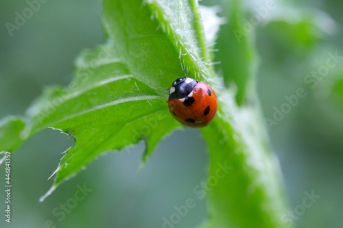 Ladybug on a leaf with natural background © ileana_bt