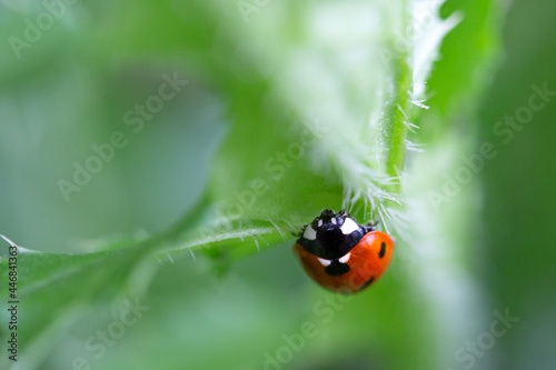 Ladybug on a leaf with natural background