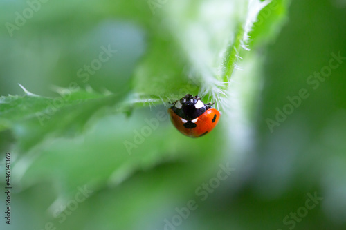Ladybug on a leaf with natural background