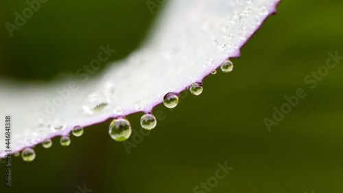 Cabbage leaf with water drops and natural background