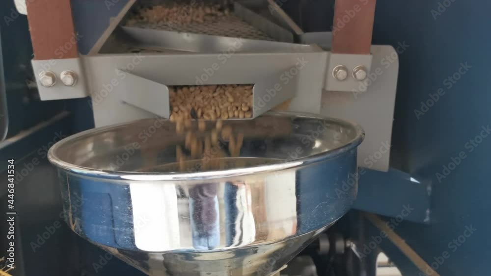 Coffee hulling process. Machine doing the work of husking the coffee