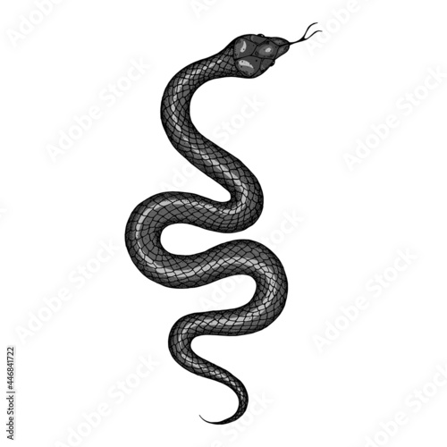 Snake illustration. Vector illustration. Hand drawn illustration for t-shirt print, fabric and other uses