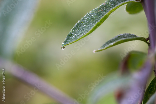 Plants and leaves with water drops