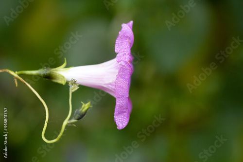 Purple Morning glory flower with details and natural background