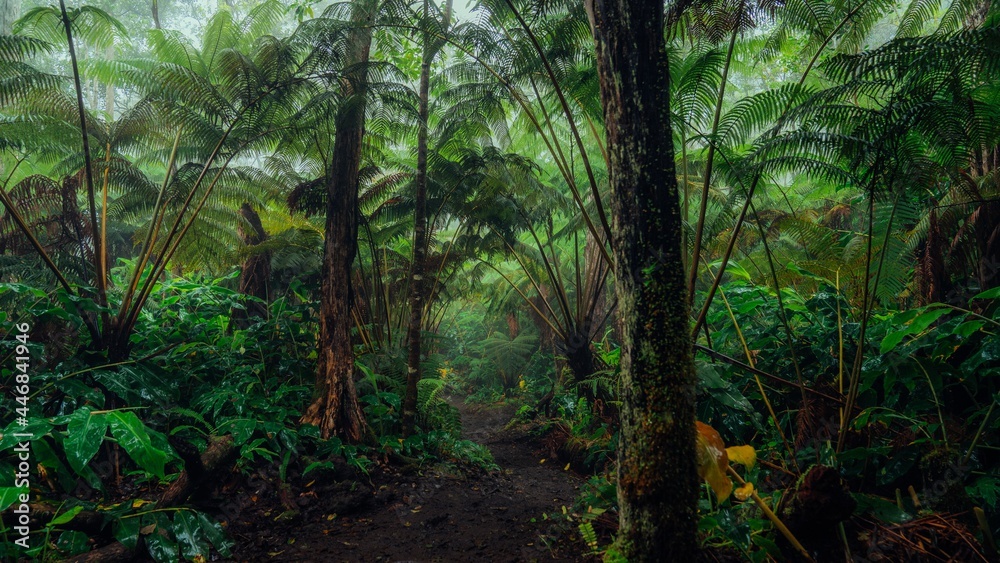 Obraz premium Cloud Forest