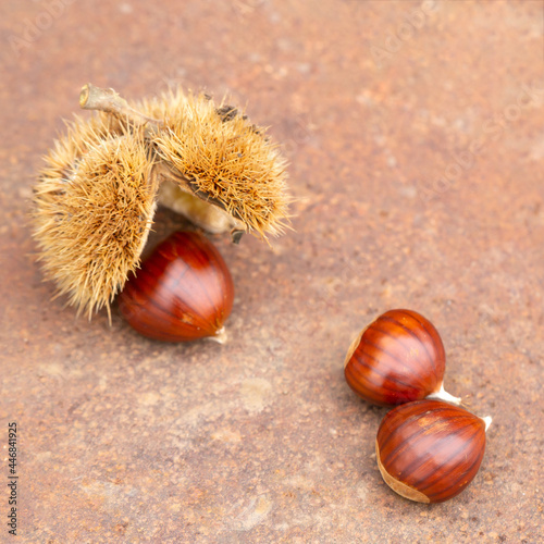 Sweet chestnut and shell on a rusty table
