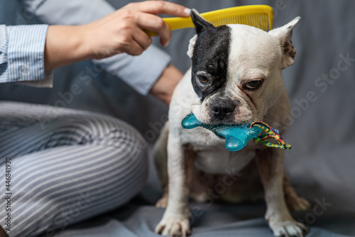 Fototapeta Naklejka Na Ścianę i Meble -  the owner of the dog combs a French bulldog on a gray background. the concept of pet care