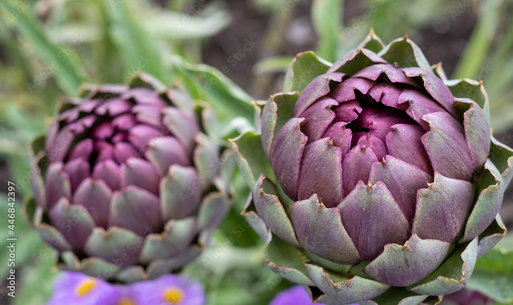 Obraz premium Artichokes growing in a vegetable garden in North Norfolk, East Anglia UK.