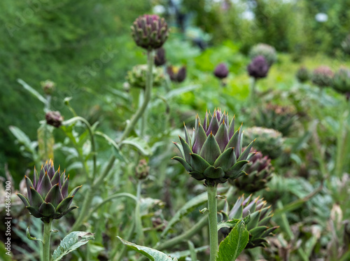 Canvastavla Artichokes growing in a vegetable garden in North Norfolk, East Anglia UK