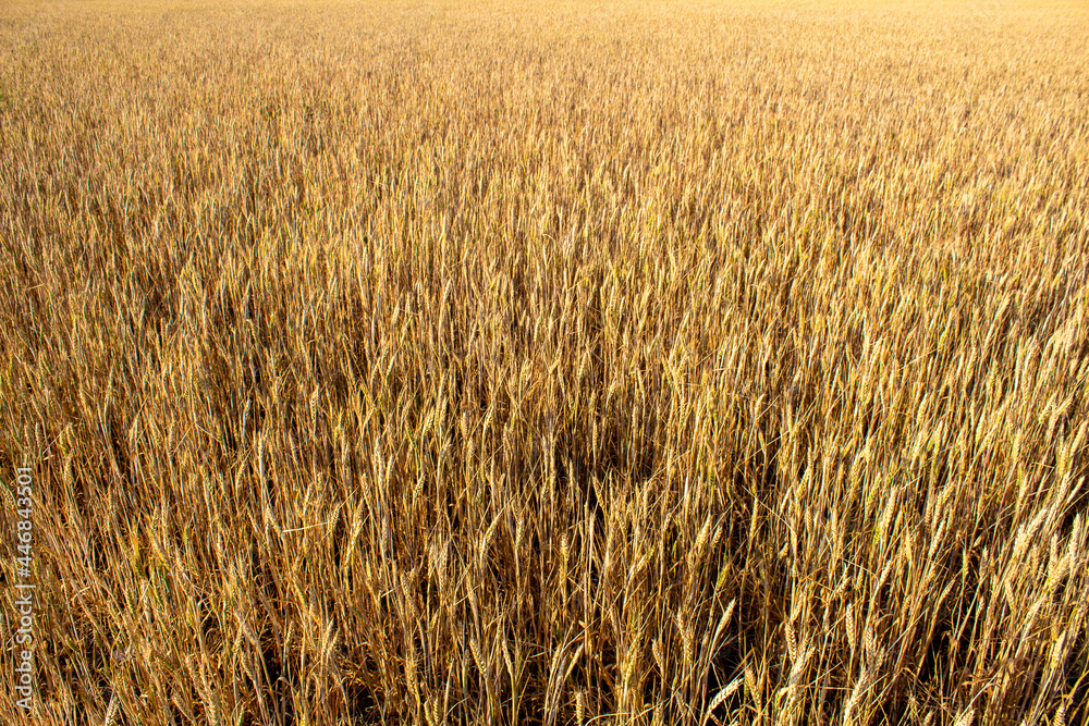 Golden wheat field in summer agricultural landscape with copy space Russia Samara oblast Golden wheat field in summer agricultural landscape with copy space Russia Samara oblast