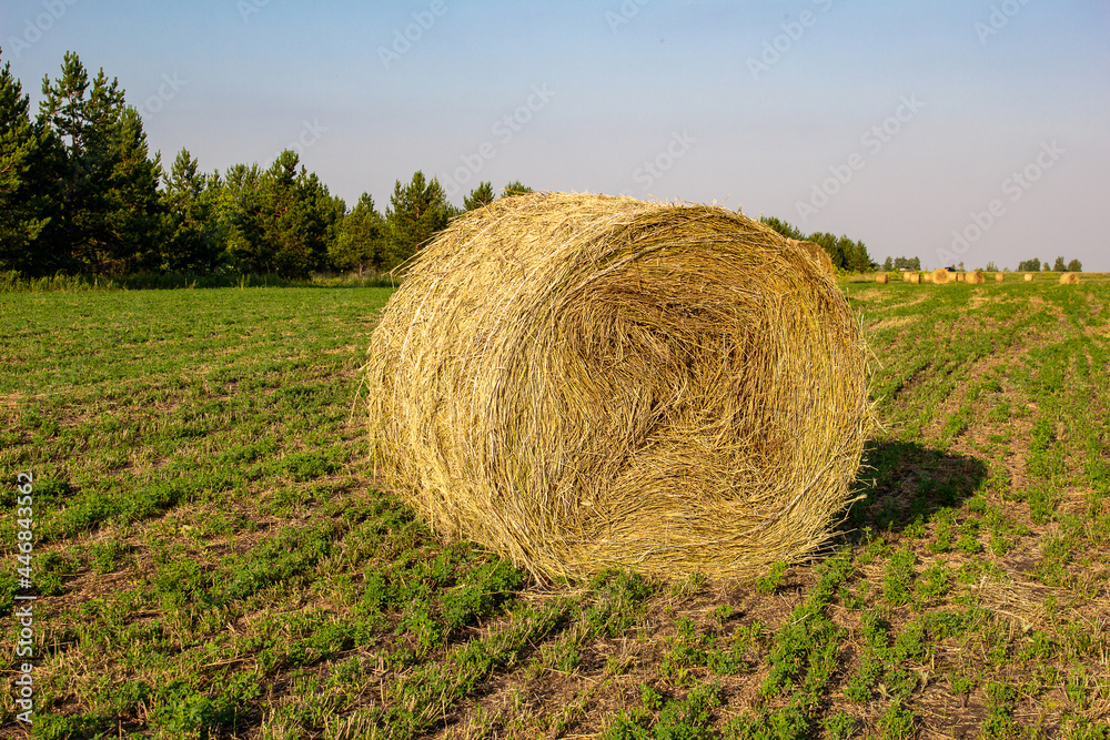 landscape with bales of hay on the field after harvesting with blue sky in the agricultural landscape Russia Samara oblast landscape with bales of hay on the field after harvesting with blue sky in the agricultural landscape Russia Samara oblast