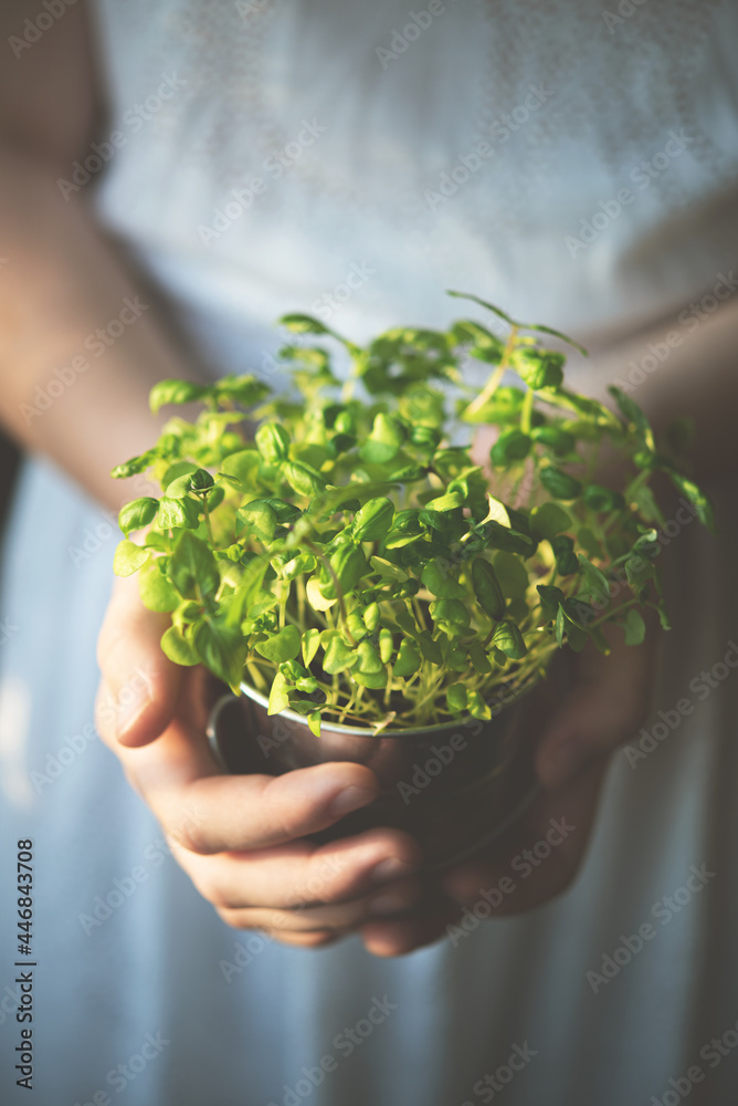 the grown micro-green basil is hold by the hands of a woman in a white dress.  Tint photo. Macro and close up