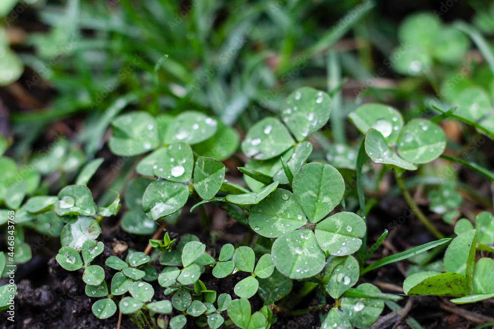 Lucky four-leaf clover growing in lawn Lucky four-leaf clover growing in lawn