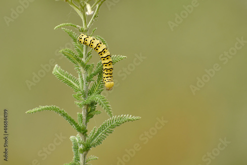Yellow caterpillar on the stem of a plant outdoors in summer. Common hoodie, Cucullia scrophulariae, close-up.