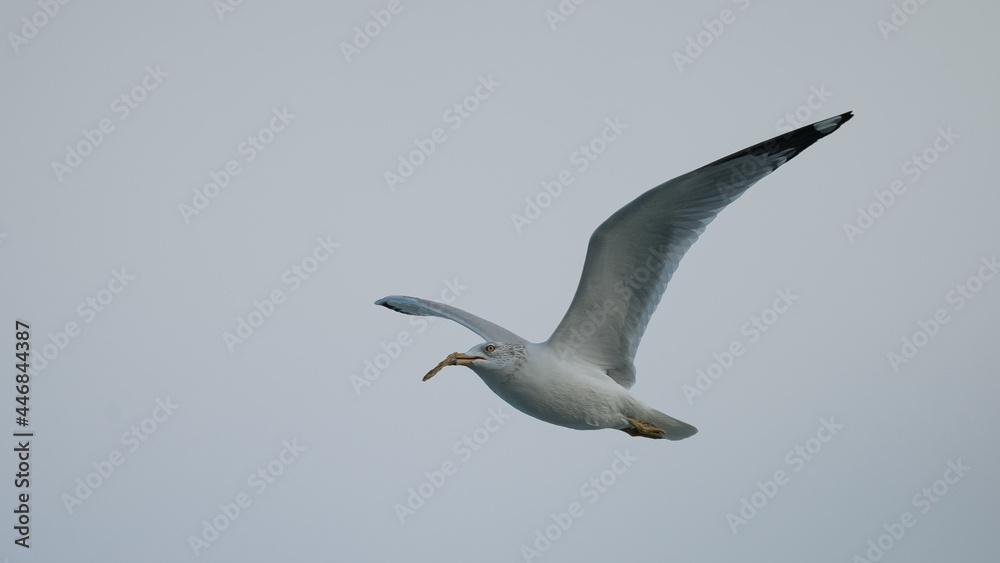 Obraz premium Seagull with Cracker