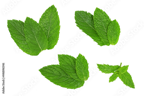 Mint isolated on a white background, top view.
