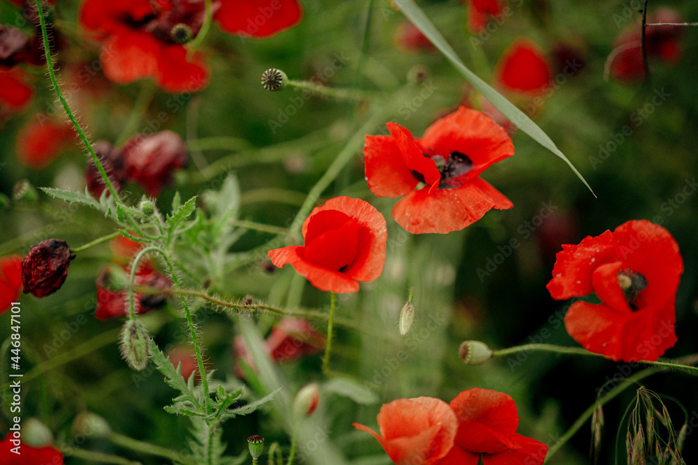 close-up flowers poppies dotted on a large field