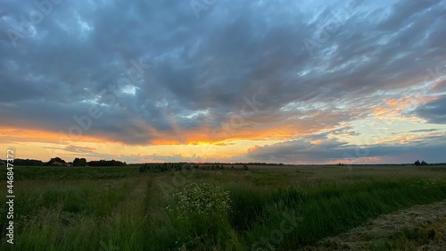 west elephant green fields summer orange sun dark clouds blue sky near Wlodawa © Józef